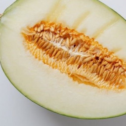 Melone Gialleto