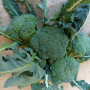 Broccoli Calabresi BIOLOGICI
