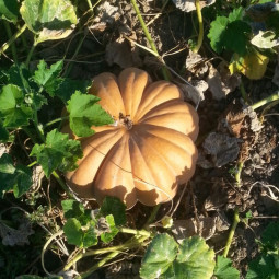 Zucca Biologica