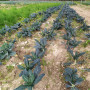 Cavolo toscano biologico