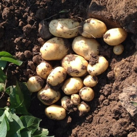 Patate Biologiche di Montagna