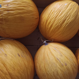 Melone gialletto